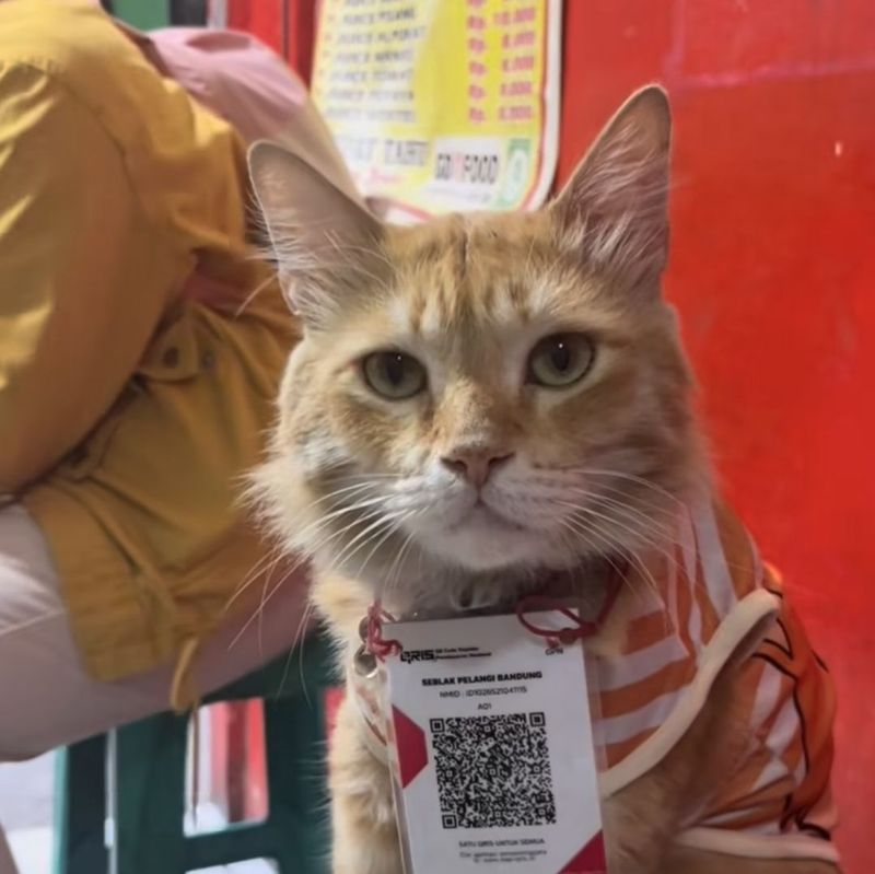 Gemas! Kucing Prengki Viral Jadi 'Kasir' Kedai Nasi Goreng di Bandung