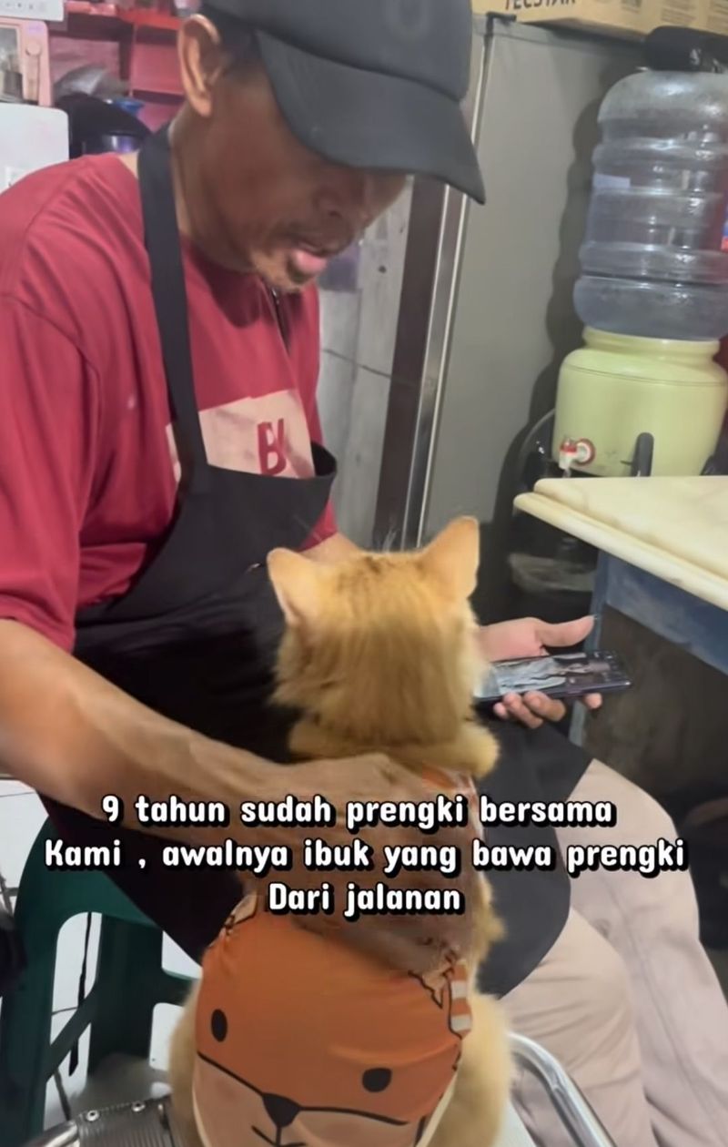 Gemas! Kucing Prengki Viral Jadi 'Kasir' Kedai Nasi Goreng di Bandung