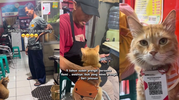 Gemas! Kucing Prengki Viral Jadi Kasir Kedai Nasi Goreng di Bandung