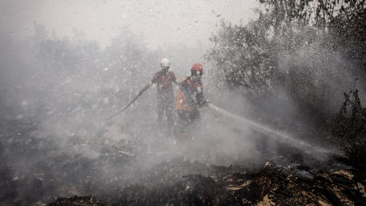 Lahan Gambut Banjar Terbakar, Petugas Berjibaku Jinakkan Api