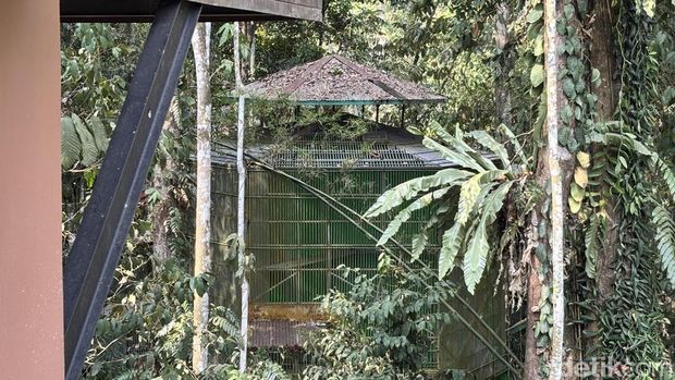 Lokasi kandang evakuasi 11 orang utan di KHDTK Samboja di IKN, Kukar, Kaltim. (Riani Rahayu/detikKalimantan) Lokasi kandang evakuasi 11 orang utan di KHDTK Samboja di IKN, Kukar, Kaltim. (Riani Rahayu/detikKalimantan)