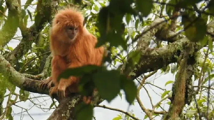 Lutung Merah. (Direktorat Jenderal KSDAE)