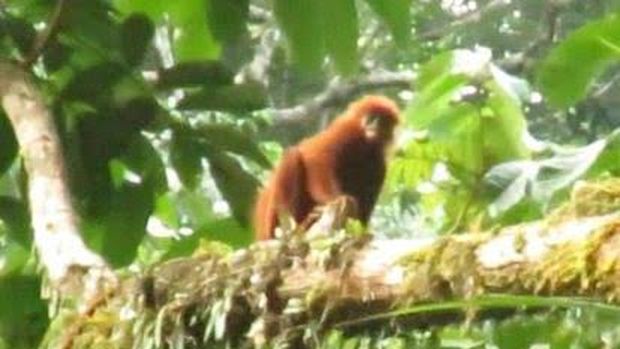 Lutung Merah. (Laman ejournal BRIN)