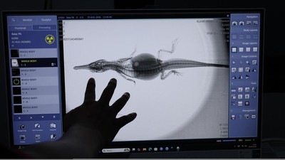 Menjaga Buaya Senyulong, Tiga Anak Satwa Dilindungi Jalani Pemeriksaan