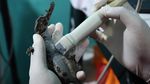 Menjaga Buaya Senyulong, Tiga Anak Satwa Dilindungi Jalani Pemeriksaan