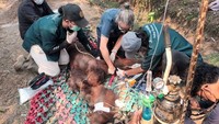 Sedih..., Orang Utan Sempurna yang Sesak Napas di Tengah Karhutla Akhirnya Mati