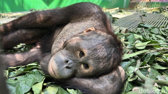 Orang utan jantan bernama Indra usia 7,5 tahun yang mulai merasa bosan di kandang evakuasi. (Riani Rahayu/detikKalimantan)