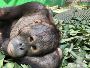 11 Orang Utan Terdampak Karhutla, Begini Kondisinya di Kandang Evakuasi