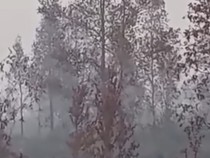 Video Terjebak Asap Karhutla! Induk & Anak Orangutan Bertahan di Atas Pohon