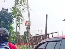 Video: Detik-detik Pekerja Terpental saat Tebang Pohon di Depok