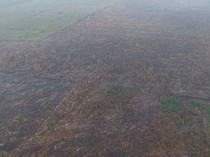 Kebakaran di Hutan Lindung Gambut Londerang Jambi Padam, 86 Hektare Terbakar
