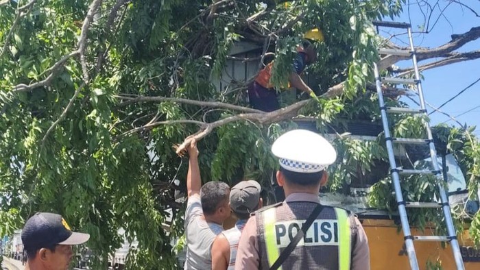 Pohon tumbang timpa trailer di Trosobo, Sidoarjo.