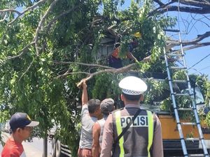 Pohon Tumbang Timpa Trailer di Trosobo Sidoarjo, Lalin Sempat Tersendat