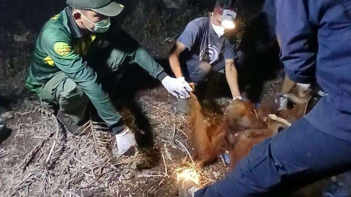 Sepasang induk-anak orang utan, Raya dan Rayu, ditemukan selamat dari karhutla di Sampit.