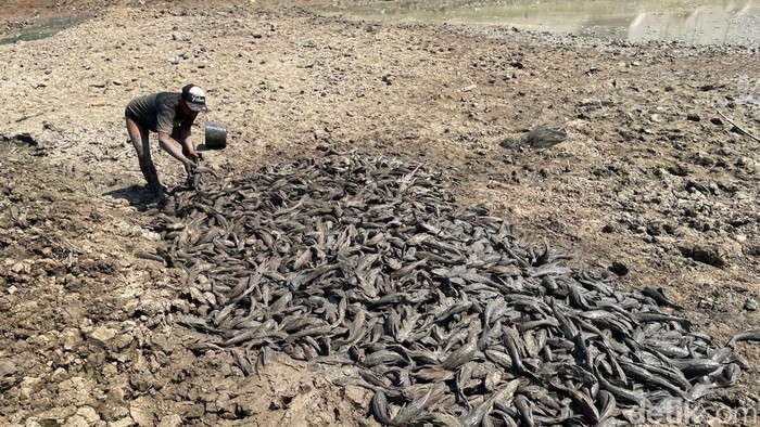 Warga masih berburu ikan di Sungai Juana yang mengering, Kamis (3/8/2026).