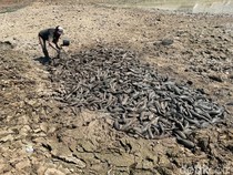 Banjir Bangkai Ikan Saat Sungai Juana Pati Mengering