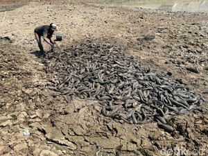 Banjir Bangkai Ikan Saat Sungai Juana Pati Mengering