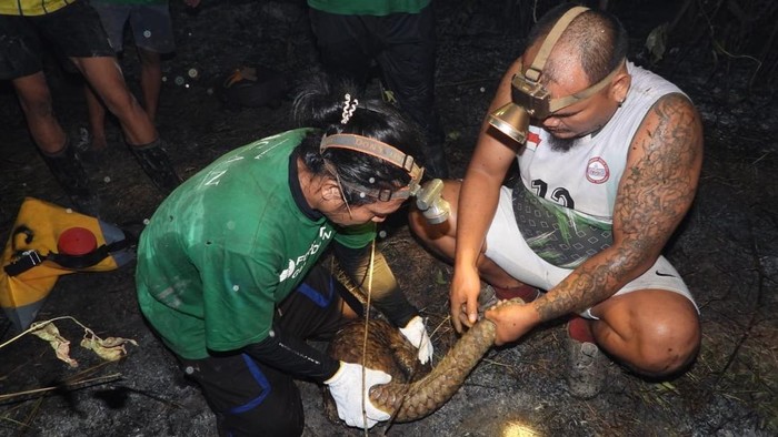 Tim CAN Borneo mengevakuasi trenggiling yang ditemukan di lokasi karhutla di Kampung Merasa, Berau. (Istimewa)