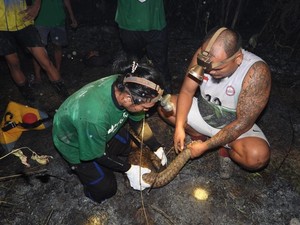 Tenggiling Terjebak Karhutla Berau, 2 Kakinya Luka Parah