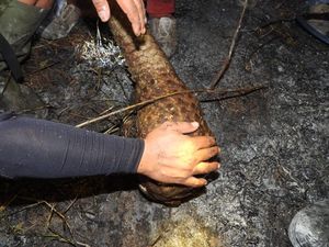3 Ekor Trenggiling di Suaka Margasatwa Padang Sugihan Mati Terbakar