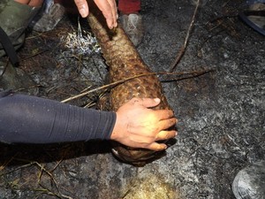 3 Ekor Trenggiling di Suaka Margasatwa Padang Sugihan Mati Terbakar