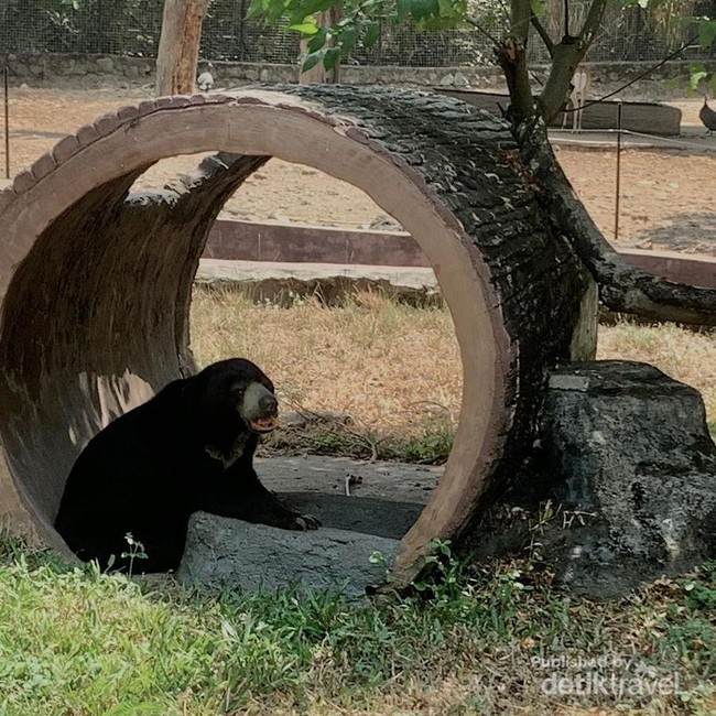 7 Satwa Terancam Punah Koleksi Solo Safari