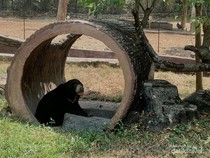 7 Satwa Terancam Punah Koleksi Solo Safari