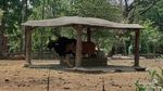 7 Satwa Terancam Punah Koleksi Solo Safari