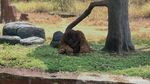 7 Satwa Terancam Punah Koleksi Solo Safari