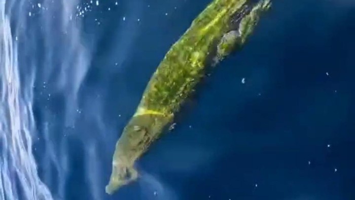 Warga Kecamatan Kadatua, Buton Selatan, resah dengan kemunculan buaya di laut.