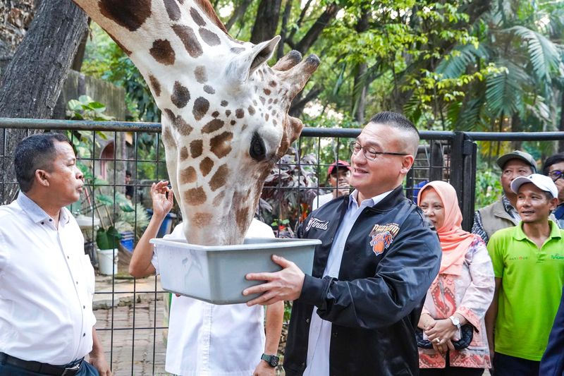 Anggota DPRD DKI Jakarta, Hardiyanto Kenneth Sedang Memberikan Makan Kepada Seekor Jerapah, Salah Satu Penghuni Taman Margasatwa Ragunan Yang Bernama Dirga.