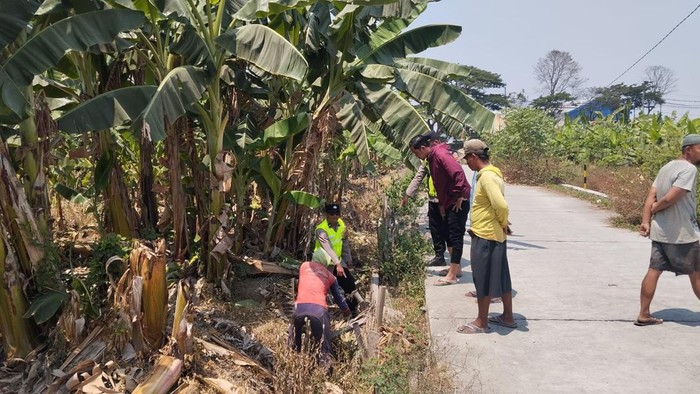 TKP bayi laki-laki dibuang di kebun pisang pinggir jalan Desa Pasuruhan Kidul, Jati, Kudus. Foto diunggah Jumat (4/9/2026).