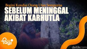Video: Begini Kondisi Orang Utan Sempurna Sebelum Meninggal Akibat Karhutla