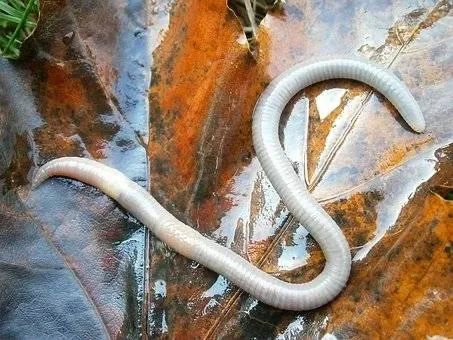 5 Fakta Tembiluk, Kerang Bentuk Unik yang Sering Dikira Cacing