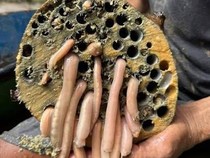 5 Fakta Tembiluk, Kerang Bentuk Unik yang Sering Dikira Cacing