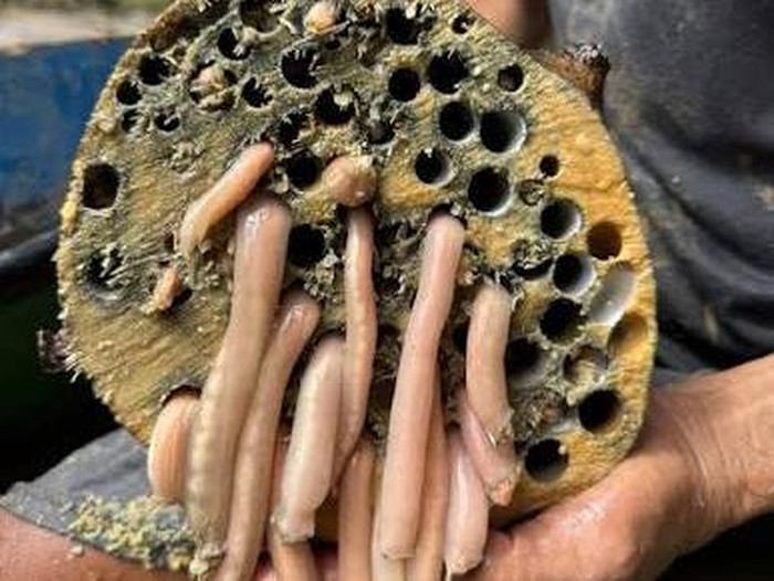 5 Fakta Tembiluk, Kerang Bentuk Unik yang Sering Dikira Cacing