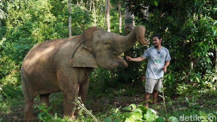 Gajah jinak di PIKG Tebo saat diberi makan oleh mahout