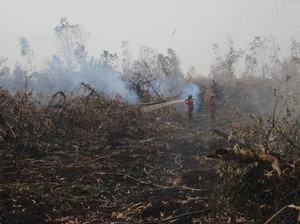 Karhutla Jambi Hampir 3.000 Hektare, ISPA Jadi Sorotan