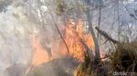 Kebakaran Hutan Gunung Ijen