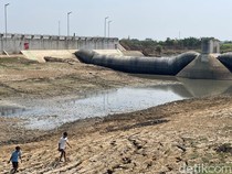 Pemkab Pati soal Bahaya Ikan Sapu-sapu Sungai Juana: Kalau Kering Mati Sendiri