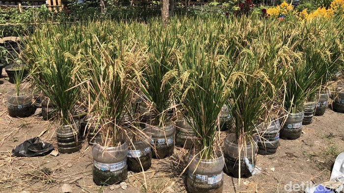 Kelompok Tani Swa Katon Asri di kampung Wirobrajan Jogja menanam padi dengan galon bekas.