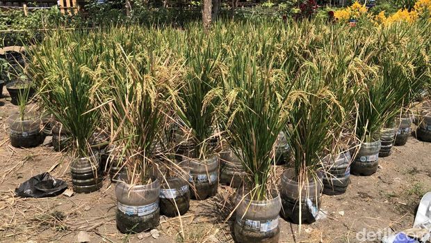 Kelompok Tani Swa Katon Asri di kampung Wirobrajan Jogja menanam padi dengan galon bekas.