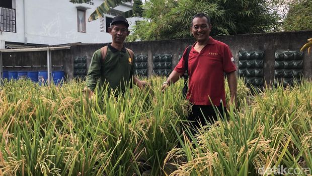 Kelompok Tani Swa Katon Asri di kampung Wirobrajan Jogja menanam padi dengan galon bekas. Kelompok Tani Swa Katon Asri di kampung Wirobrajan Jogja menanam padi dengan galon bekas.