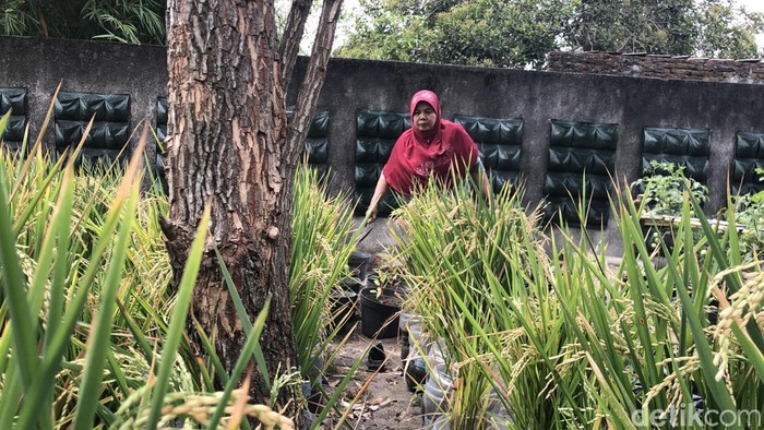Kelompok Tani Swa Katon Asri di kampung Wirobrajan Jogja menanam padi dengan galon bekas.