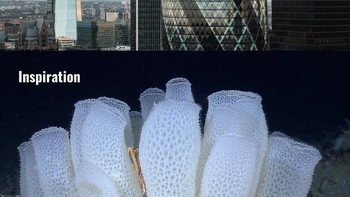 Gedung yang meniru bentuk organisme laut. Siluet 30 St Mary Axe atau The Gherkin di London dibandingkan dengan struktur organisme laut yang memiliki bentuk melengkung dan pola geometris serupa. Foto: Instagram/@juli.yet
