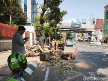 Bruk! 2 Pemotor di Semarang Tewas Tertimpa Pohon Tumbang
