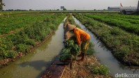 Para petani di kawasan tersebut dapat memanen kangkung sekitar satu kali dalam sebulan. Siklus panen tersebut menjadi salah satu sumber penghasilan yang terus diandalkan untuk memenuhi kebutuhan sehari-hari.  