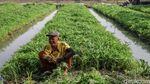 Menjaga Asa dari Ladang Kangkung Rorotan