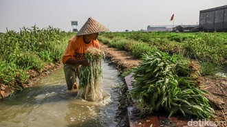 Menjaga Asa dari Ladang Kangkung Rorotan