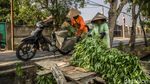 Menjaga Asa dari Ladang Kangkung Rorotan